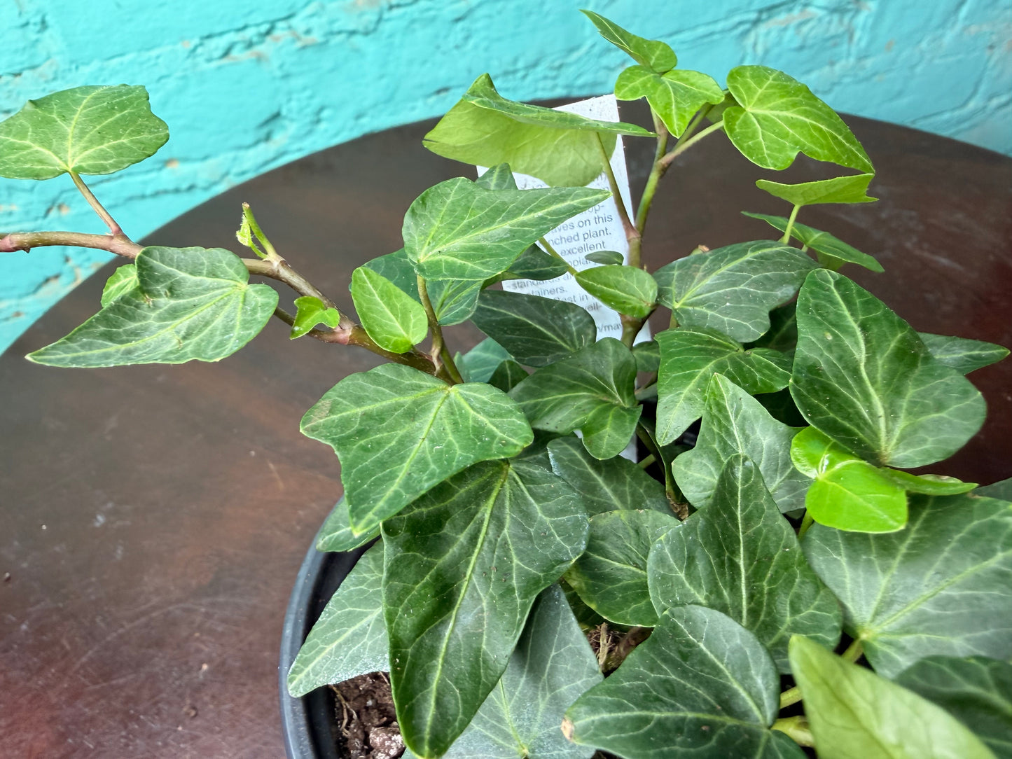 Ivy Teardrop