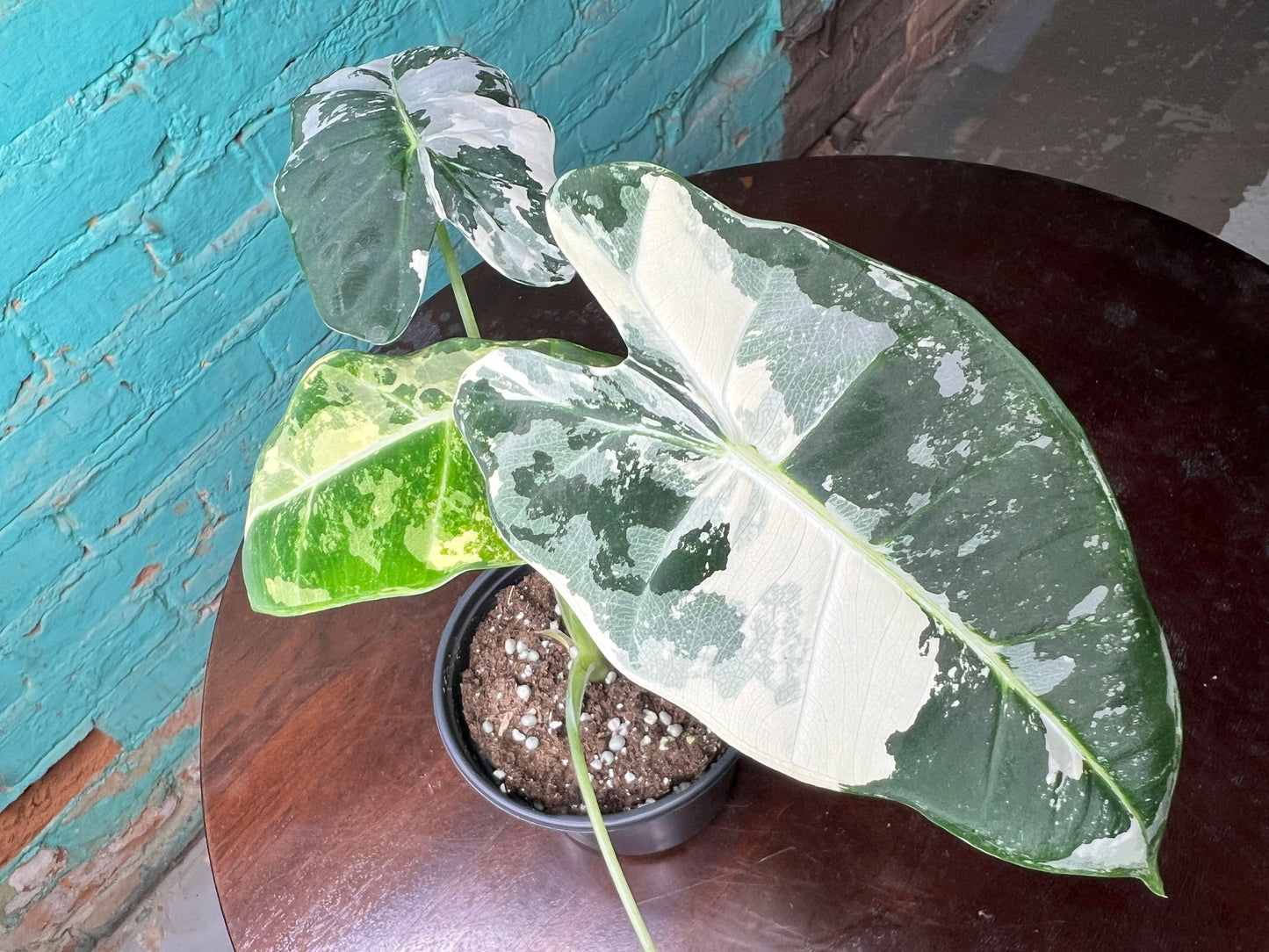 Alocasia Frydrek variegated 4”