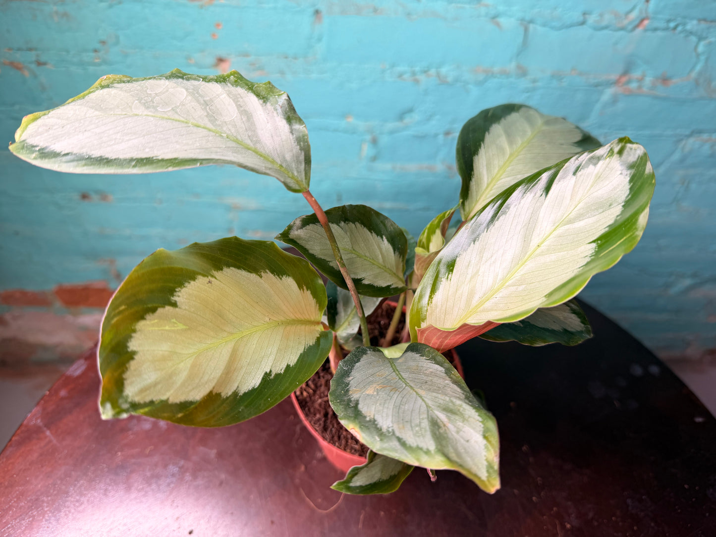 Calathea Cornona 4”