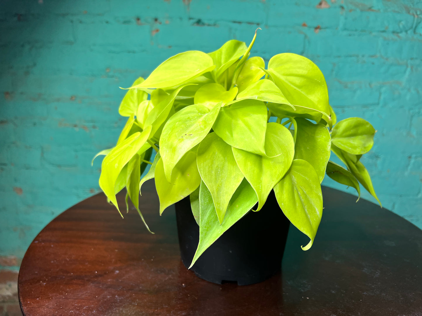 Philodendron Neon Heart Leaf 6”