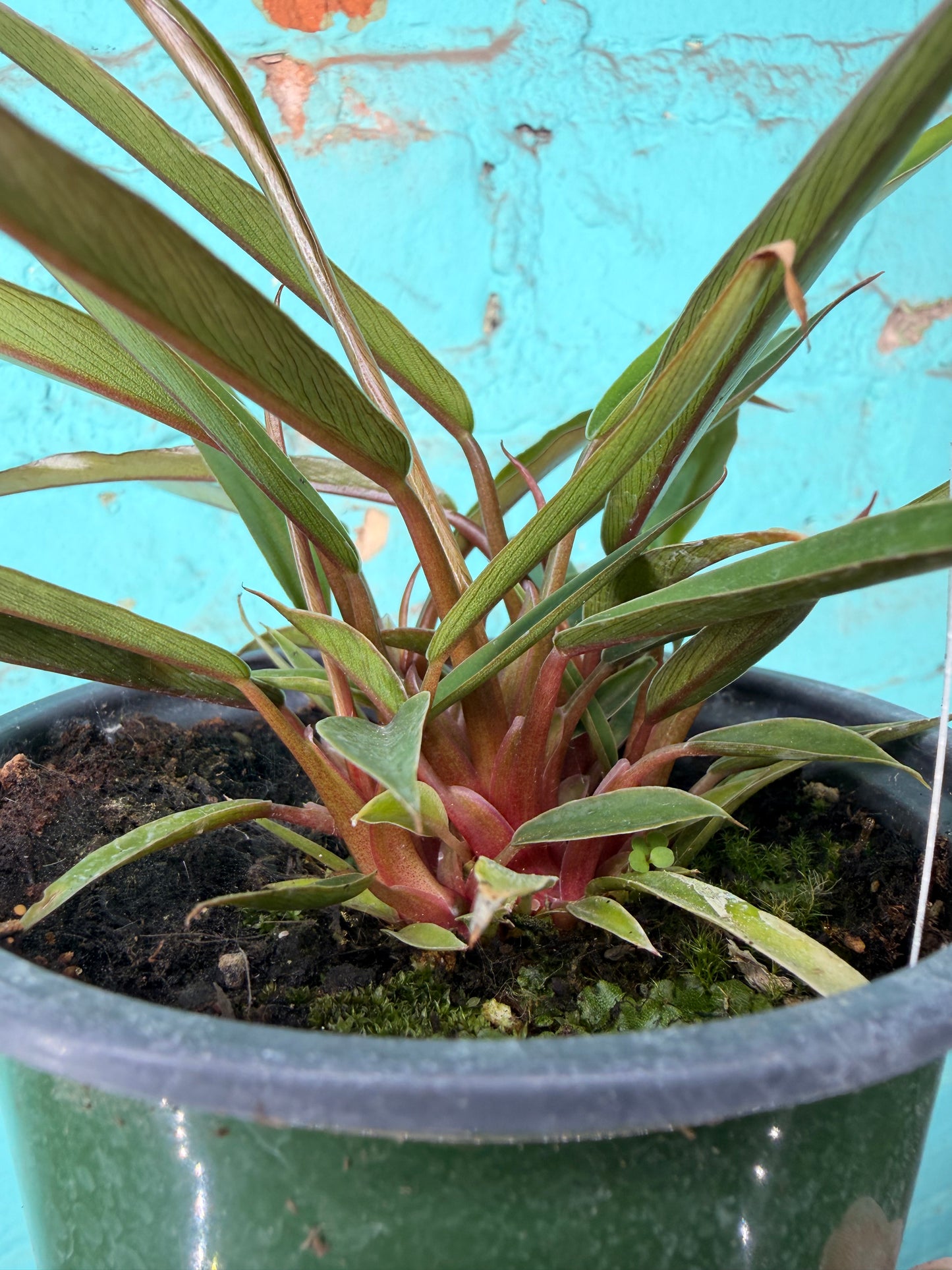 Philodendron Carmel Pluto  4”