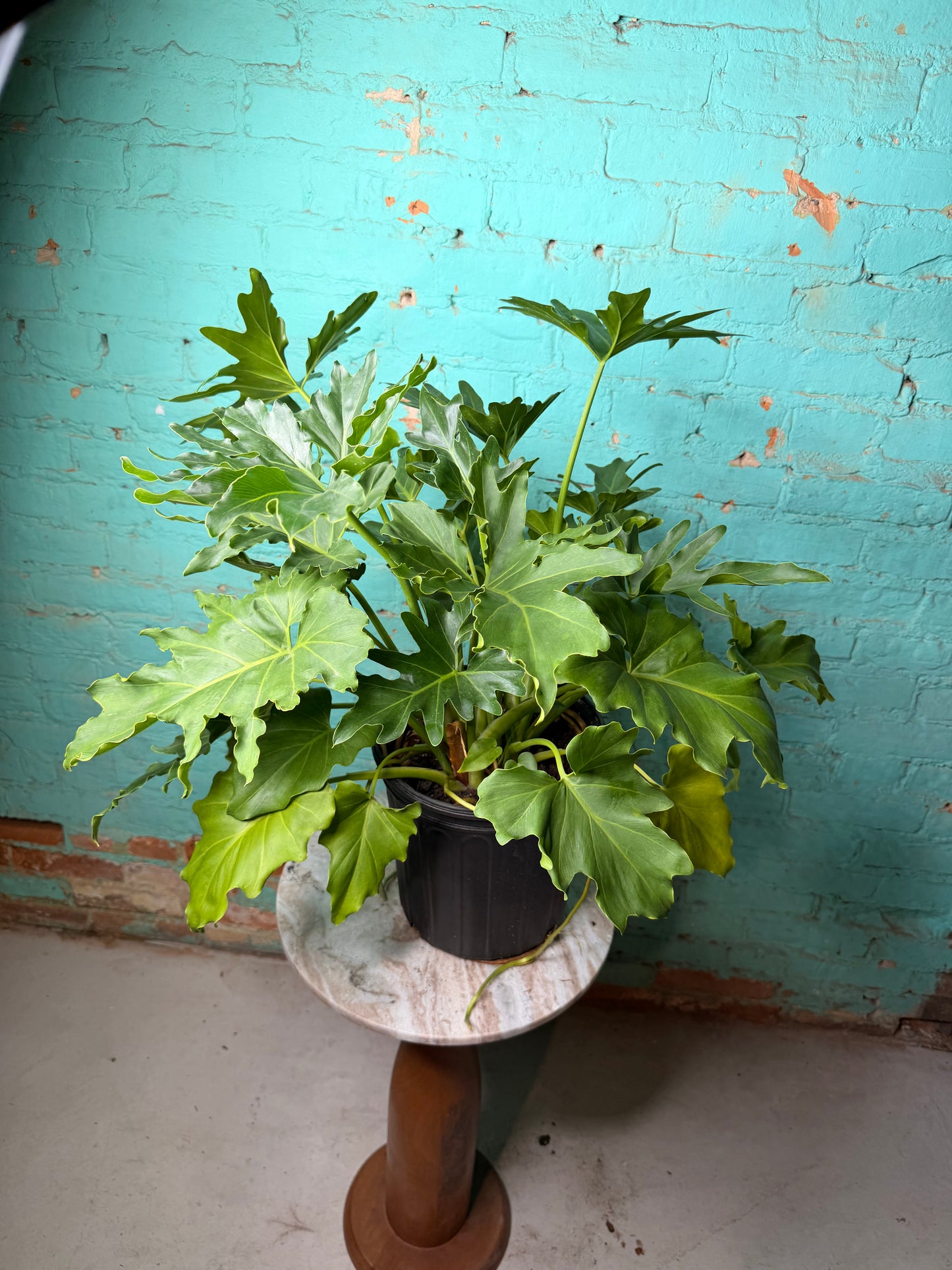 Philodendron Selloum -Hope 10”
