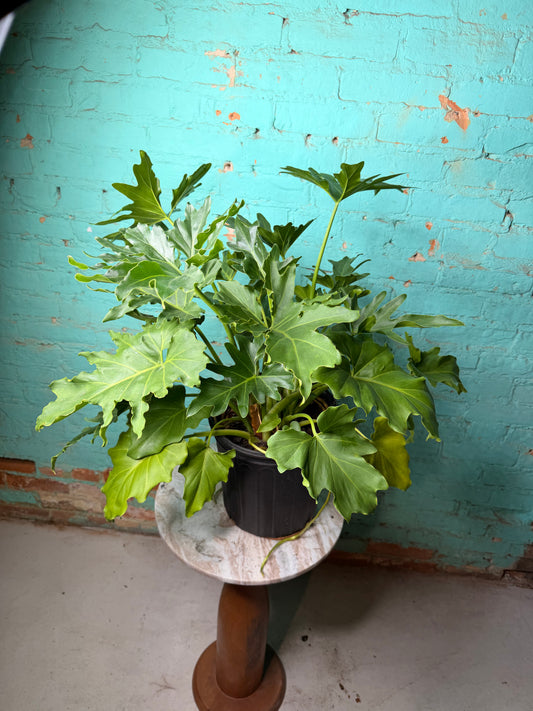 Philodendron Selloum -Hope 10”