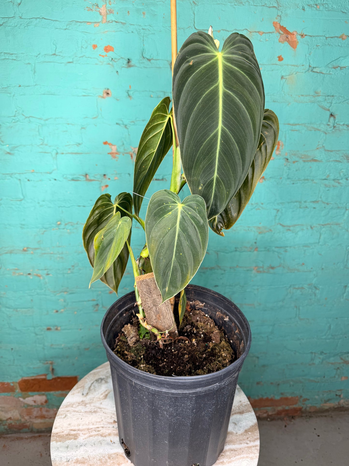 Philodendron Melanochrysum (Black and Gold)Trellis 10”