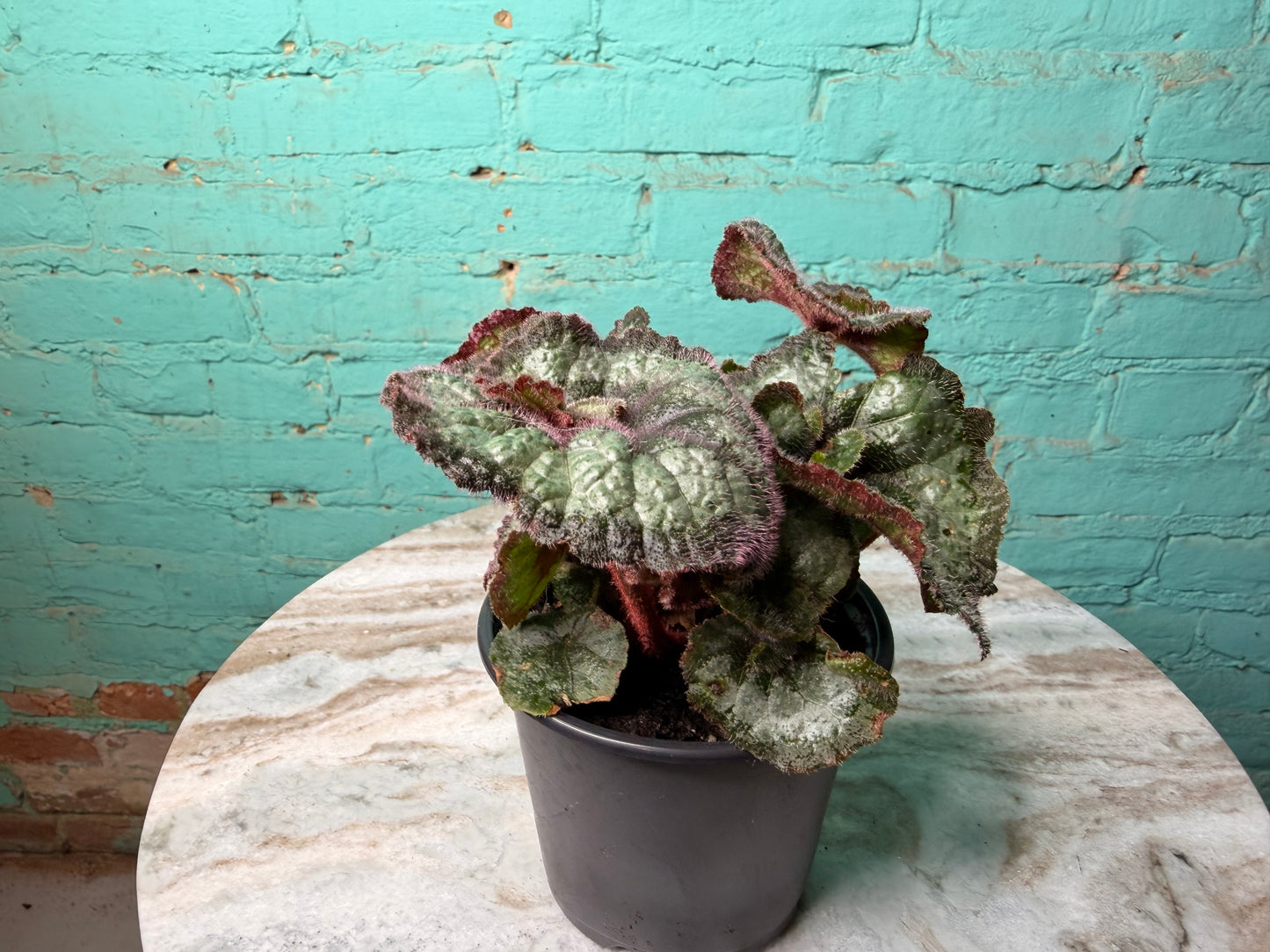 Begonia Escargot (curly)