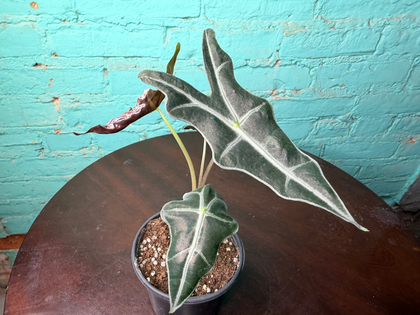 Alocasia Nobilis 4”