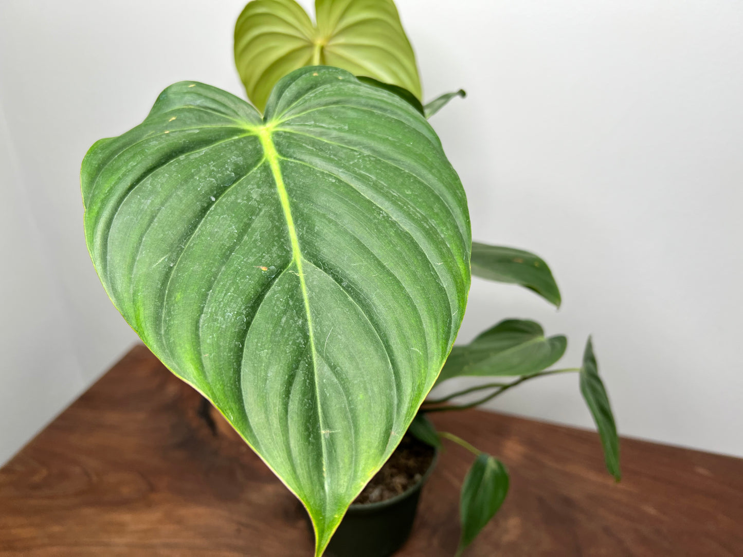 Philodendron McDowell 6”