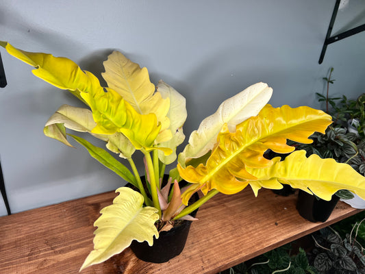 Philodendron Golden Crocodile 6”