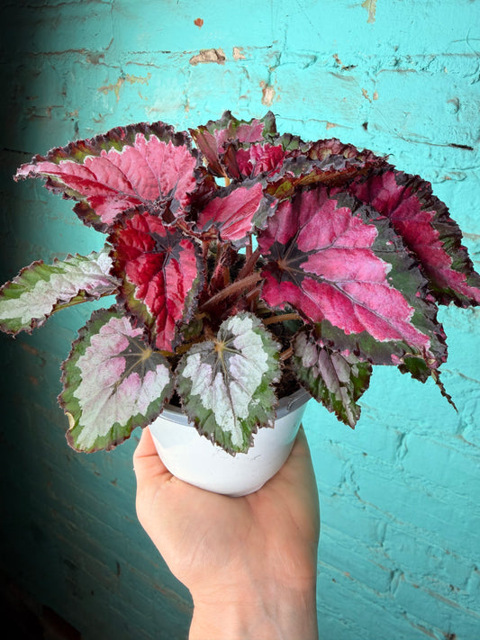 Begonia Rex 4”