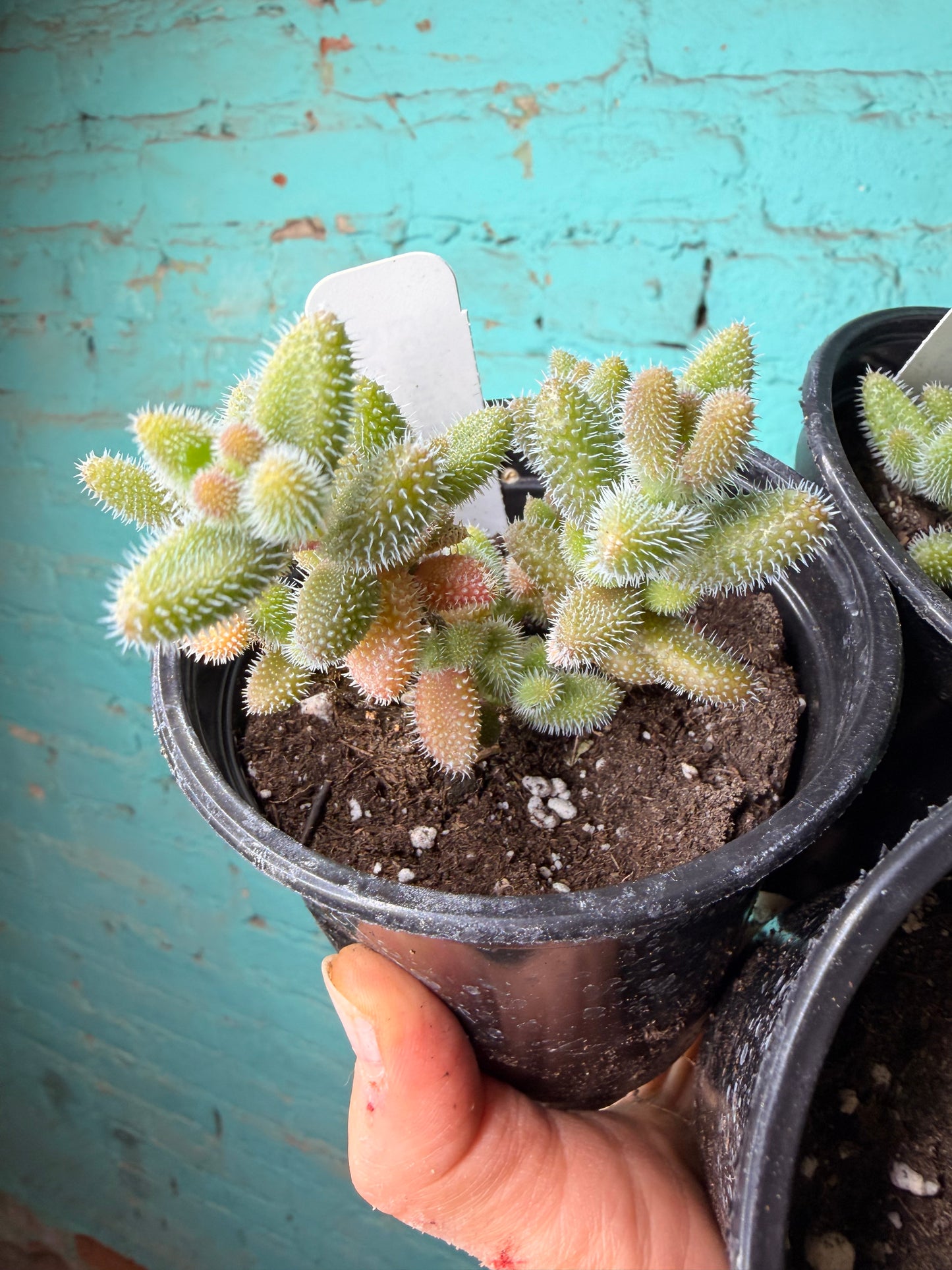 Pickle Plant 4”