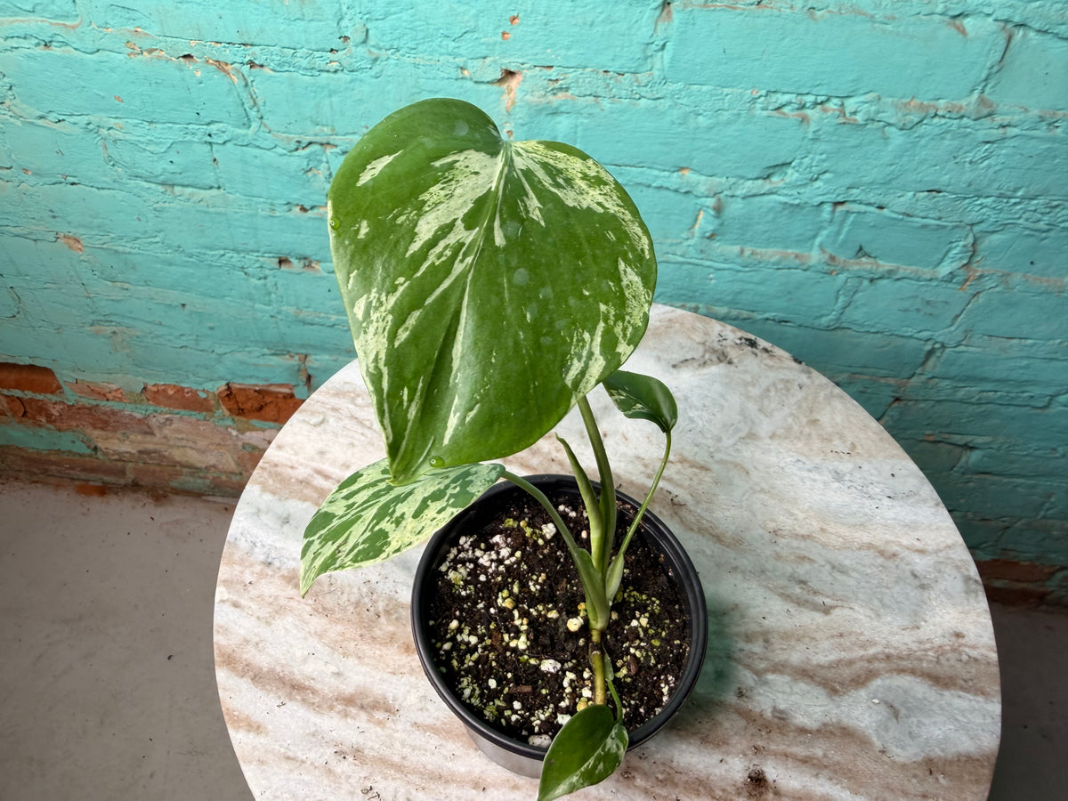 Monstera Bulbasaur (Non Tissue) 4”