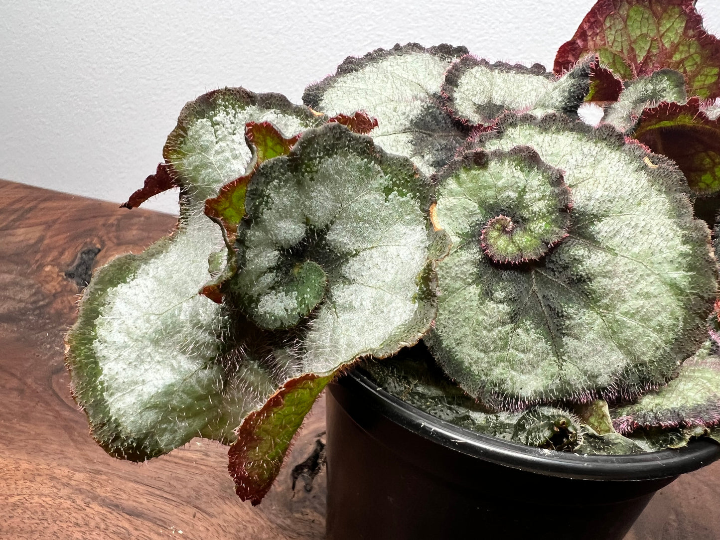 Begonia Escargot (curly)