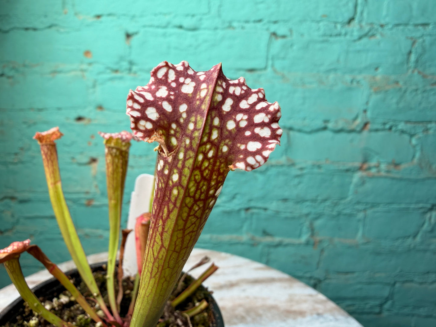 Sarracenia Farnhamii 4”