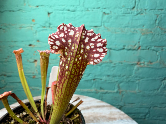 Sarracenia Farnhamii 4”
