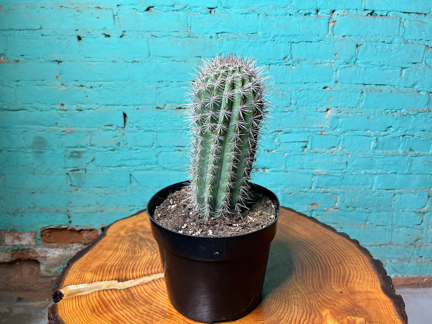 Pachycereus Pringlei
