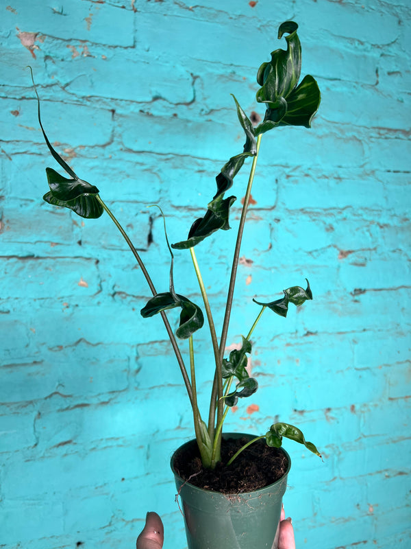 Alocasia Teletubby 4”