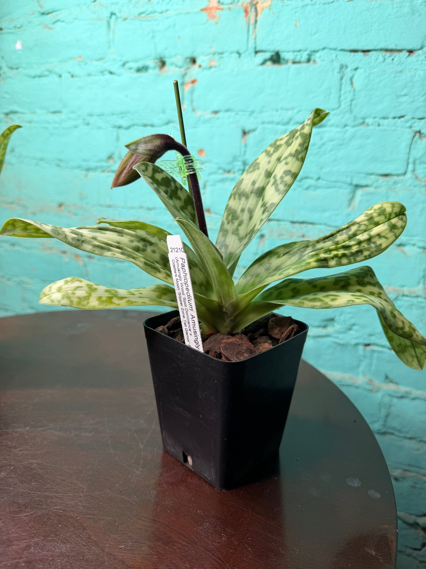 Paphiopedilum ‘Fred Amusingly’ Lady Slipper