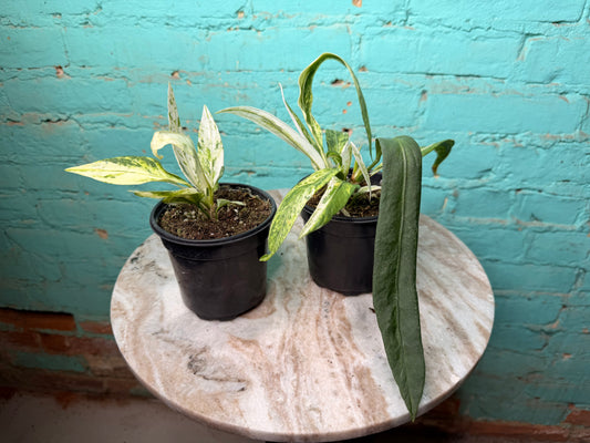 Anthurium Vittarifolium Variegated 4”
