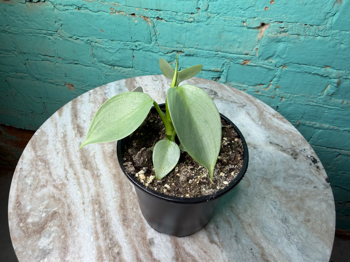 Philodendron Silver Sword 4”