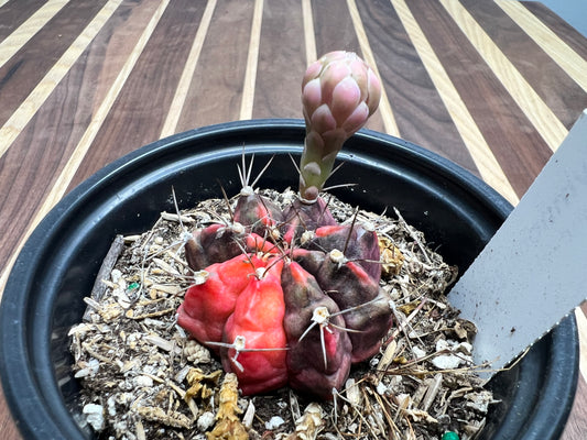 Gymnocalycium Mihanovichi Variegated Friedrich 3