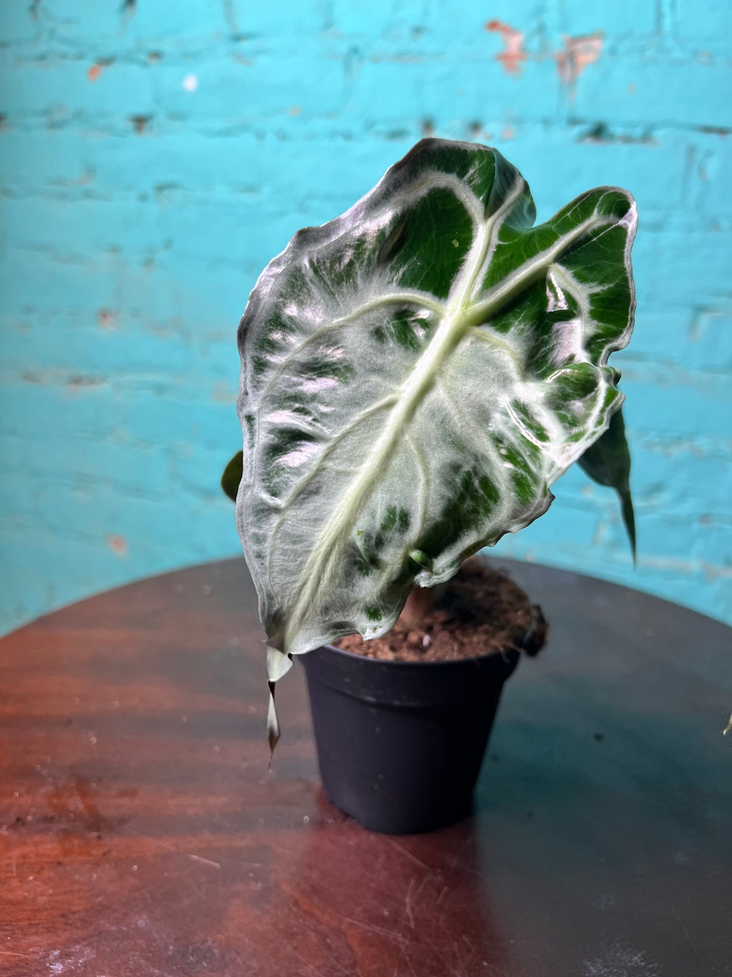 Alocasia Venom 4” (Non-TC)