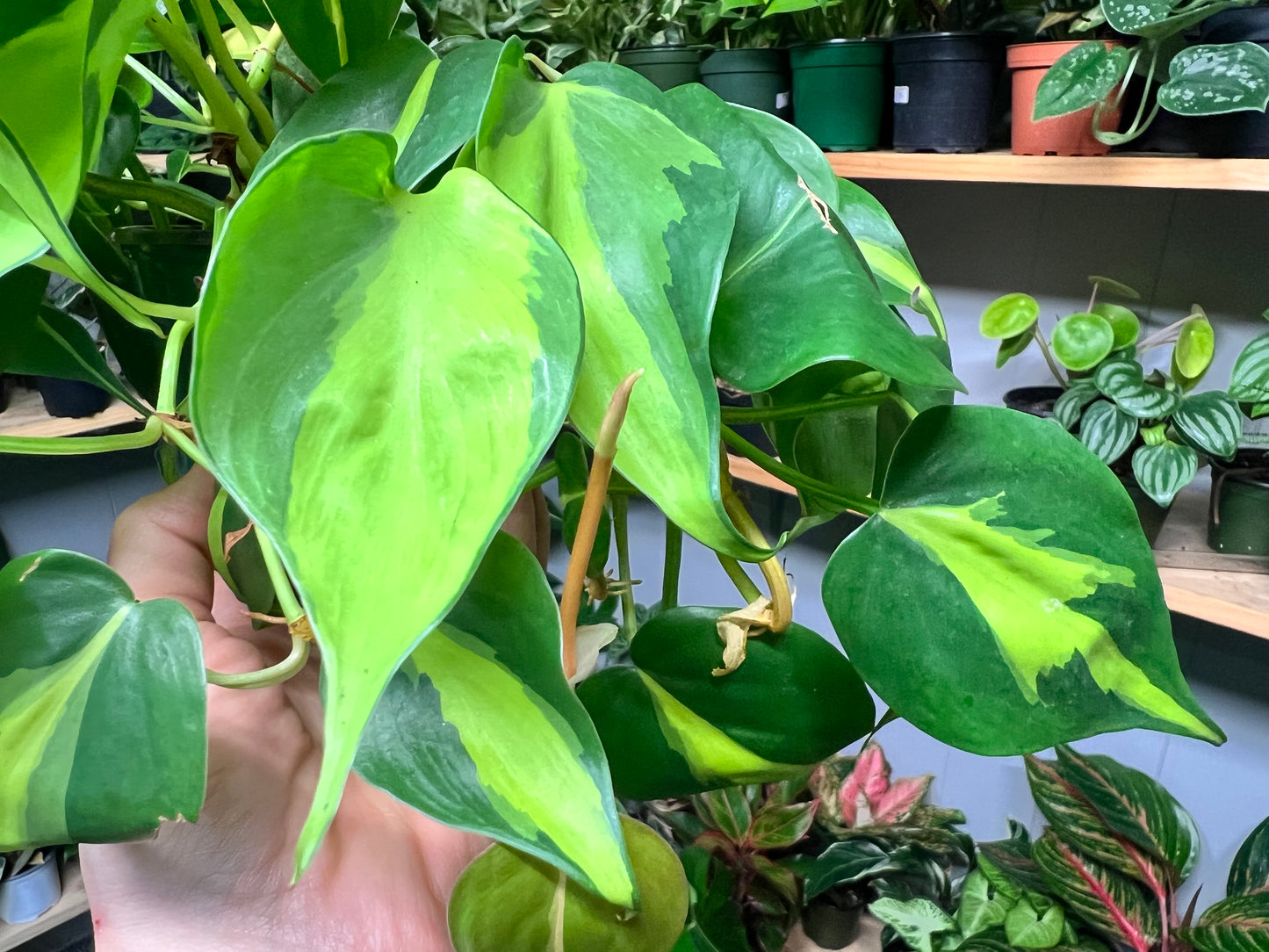 Philodendron Brasil