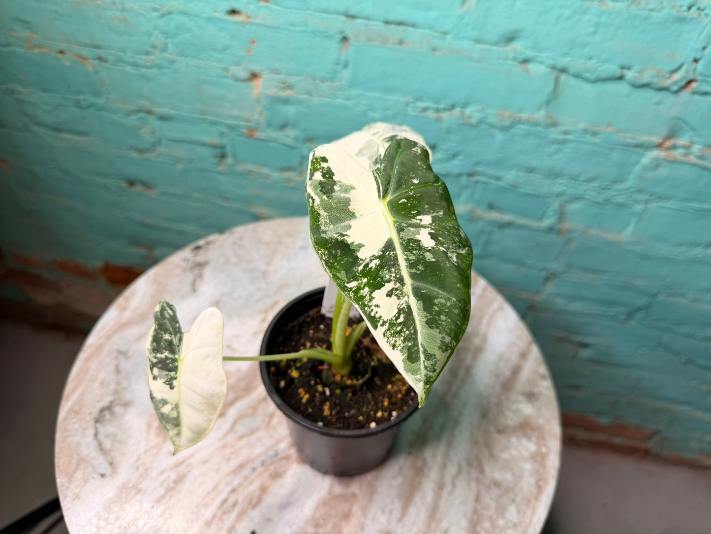 Alocasia Frydek Variegated 4”