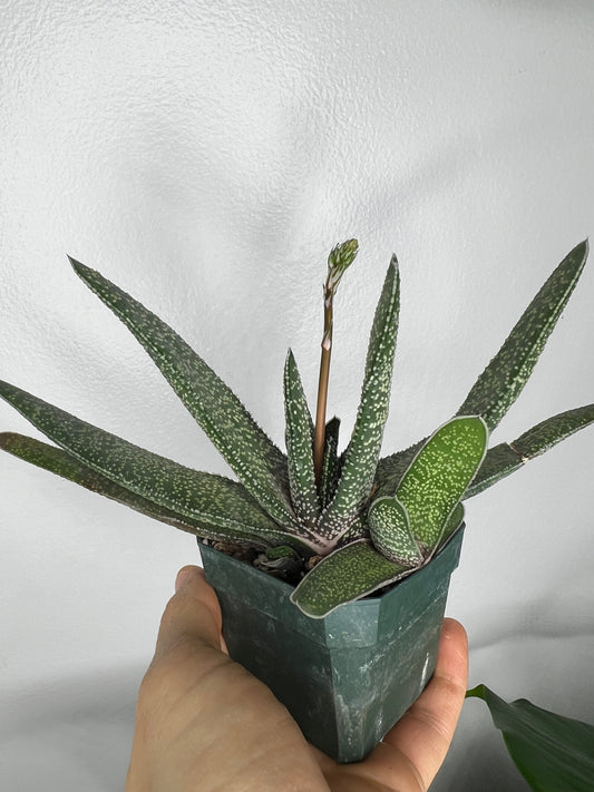 Succulent 3
