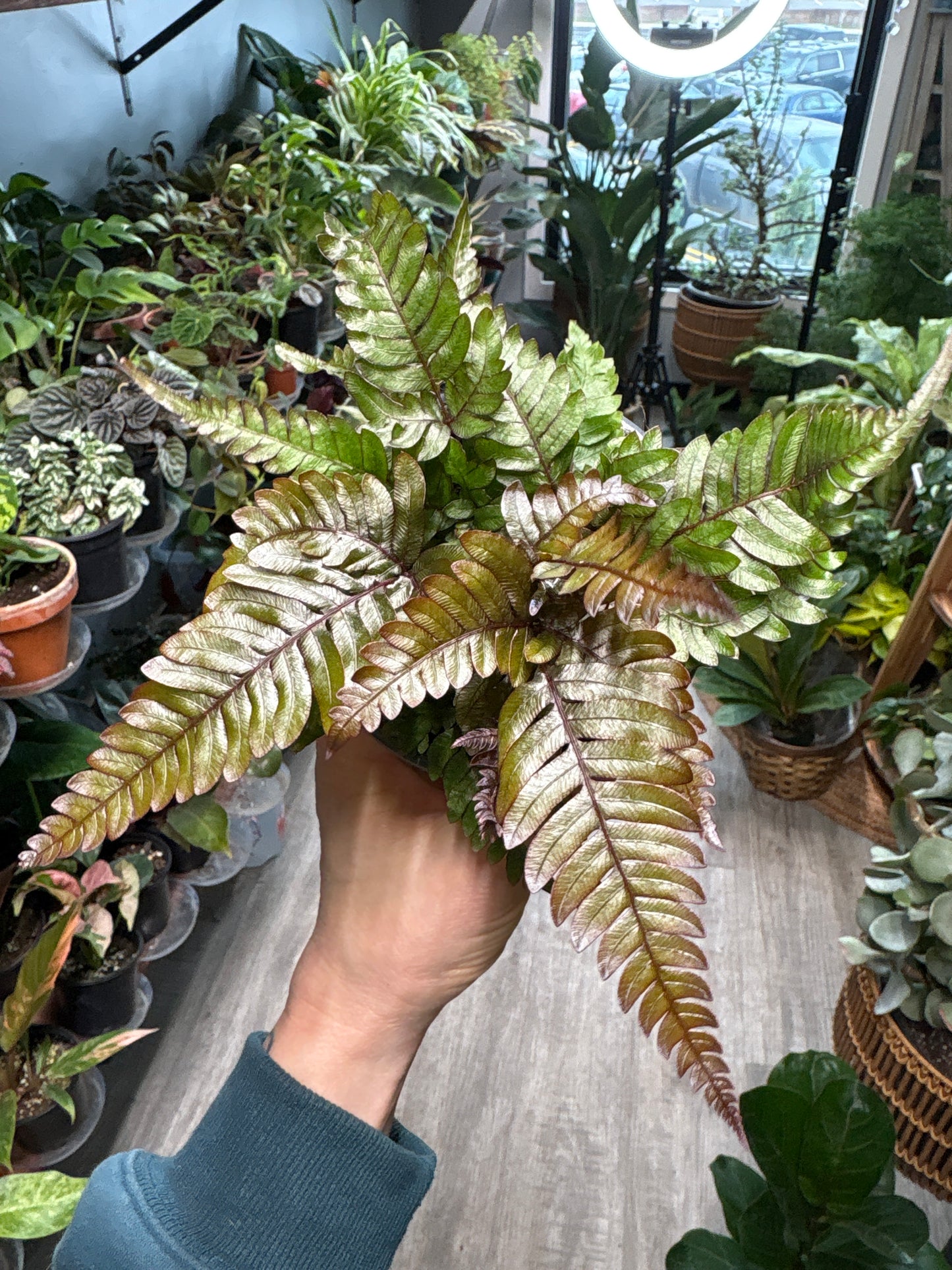 Pteris cretica ‘Mayii’- Silver Brake Fern 4”