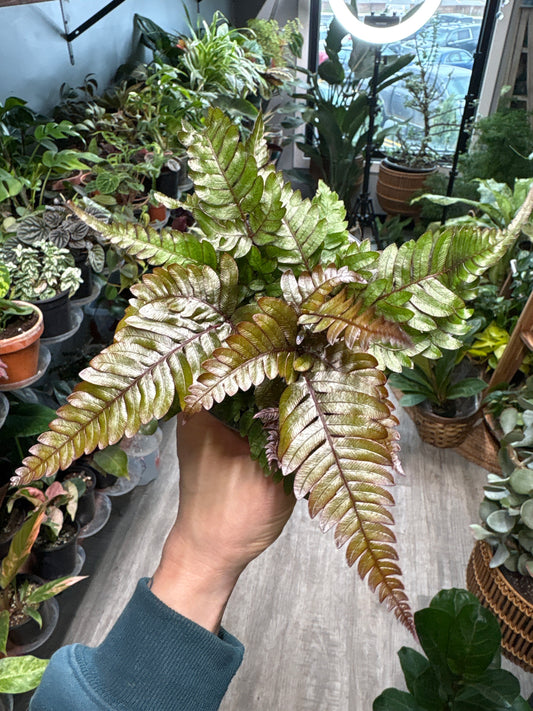 Pteris cretica ‘Mayii’- Silver Brake Fern