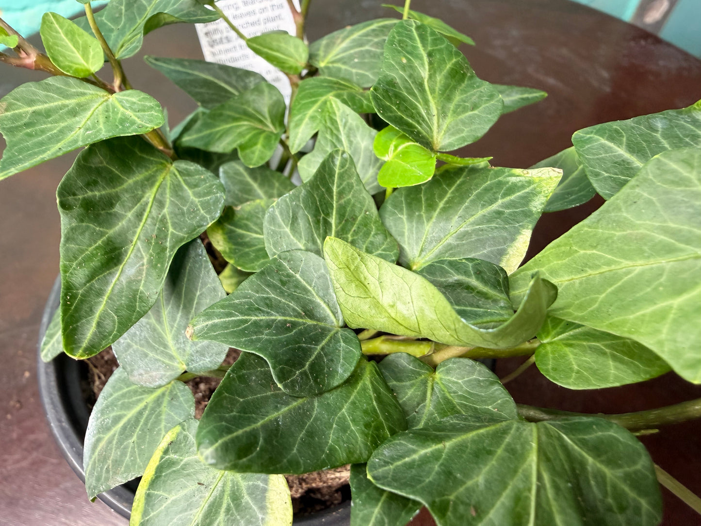 Ivy Teardrop