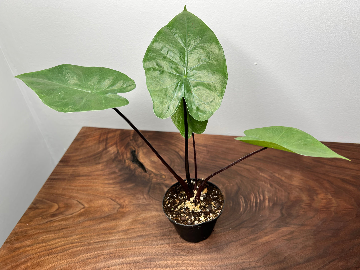 Alocasia Black Stem