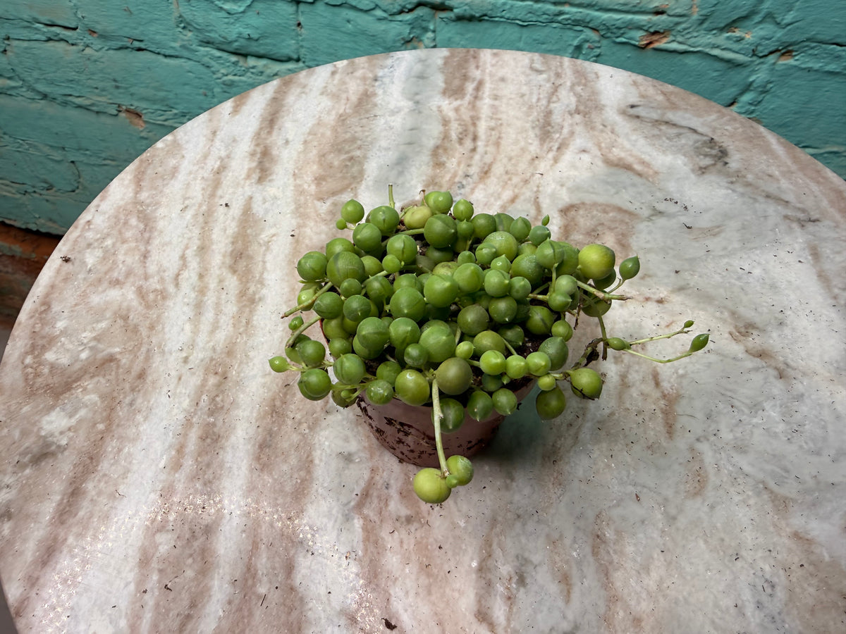 String of Pearls 3”