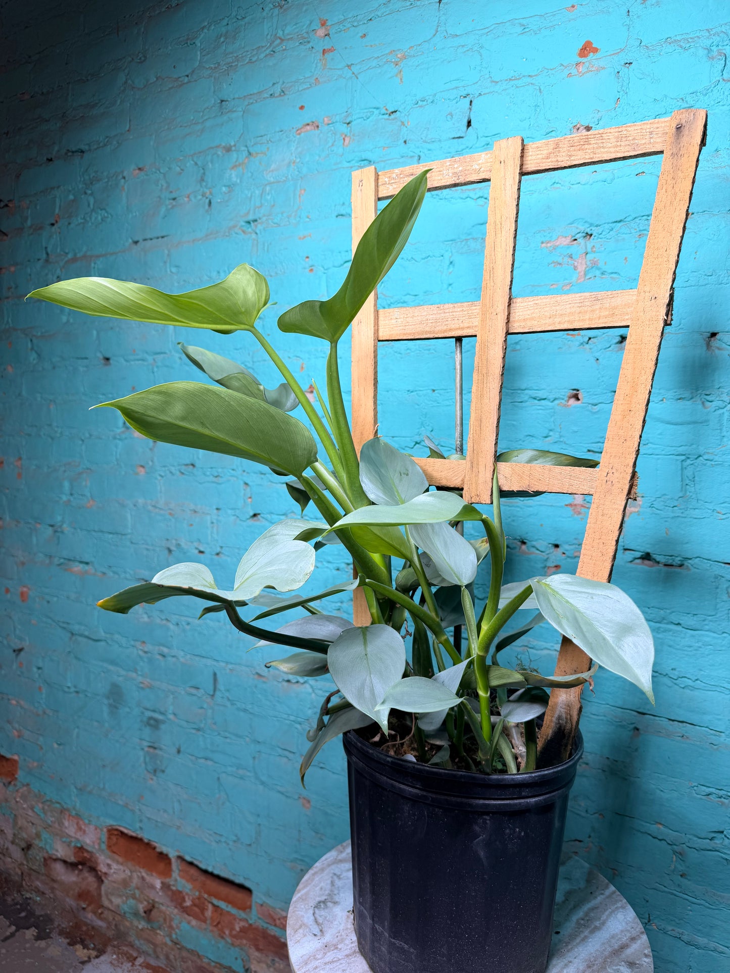 Philodendron Silver Sword Trellis 10”