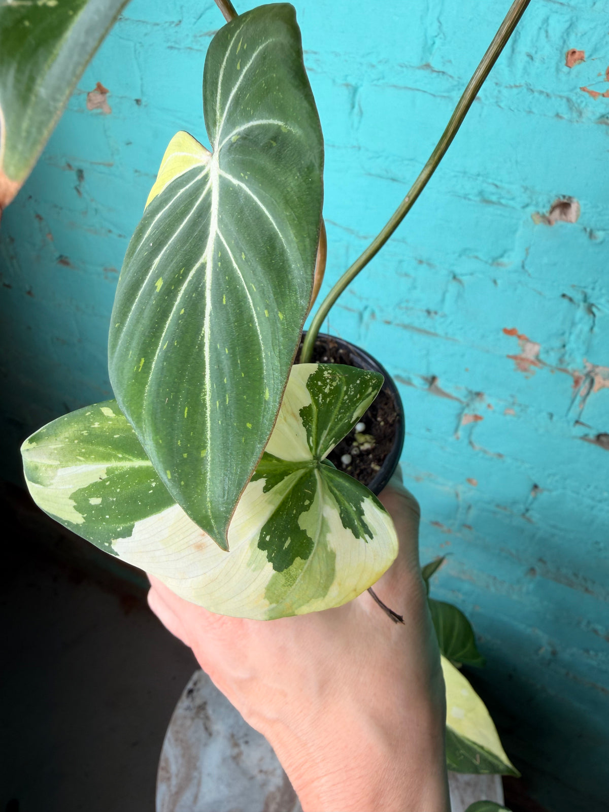 Philodendron Gloriosum Variegated Type 2