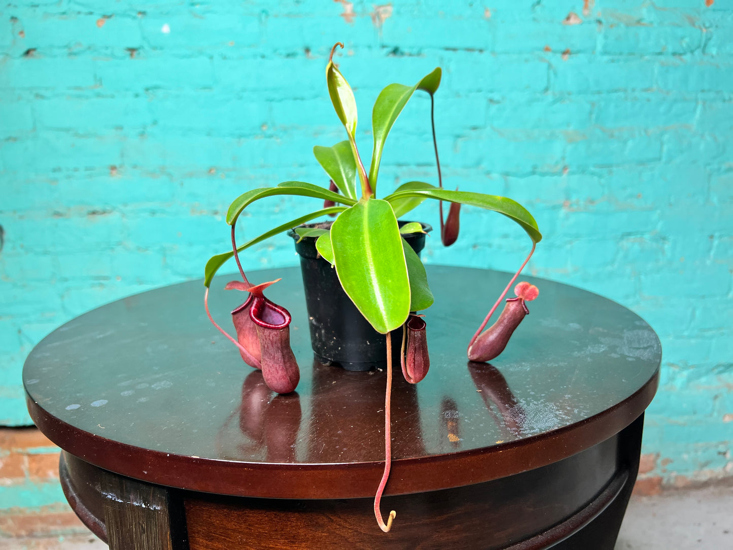 Nepenthes Pitcher Plant “Lowii” 4”