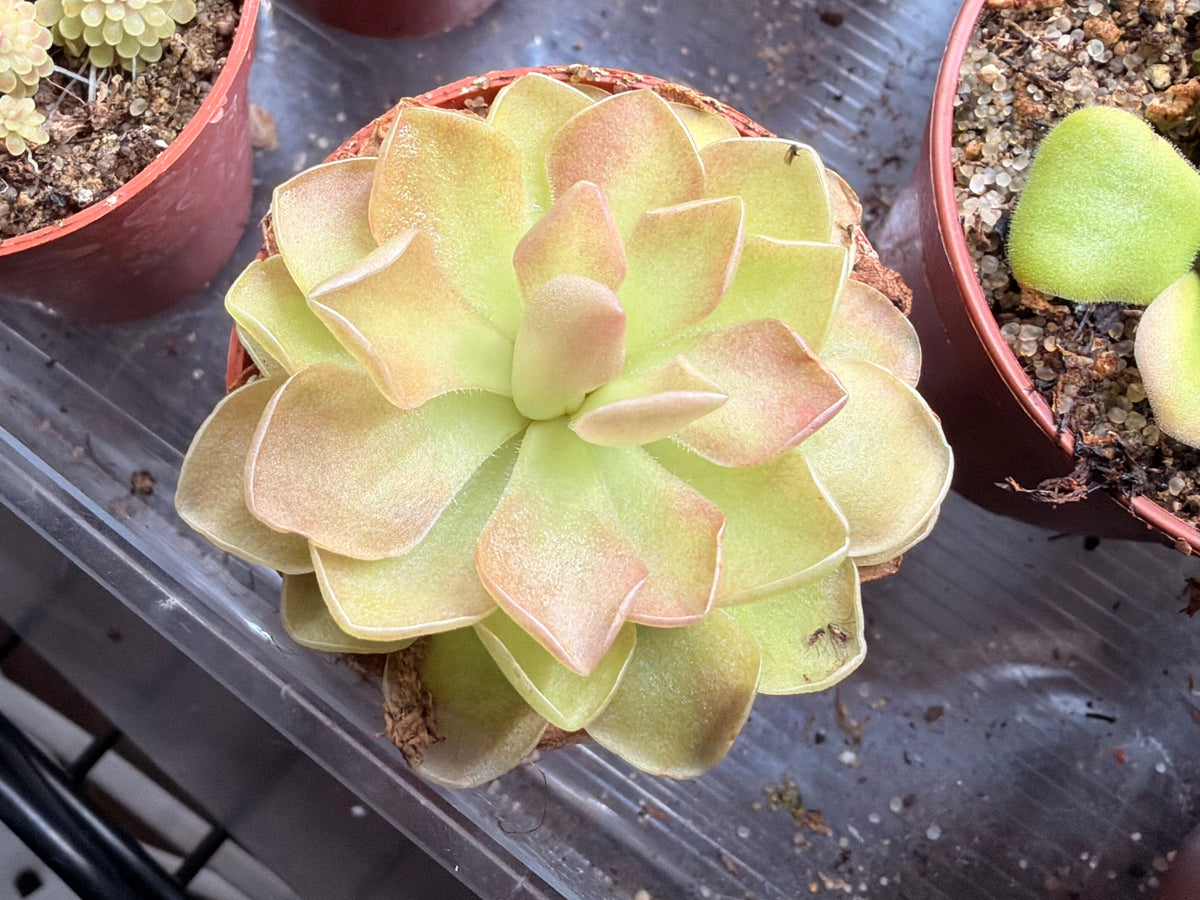 Pinguicula 6 Pack