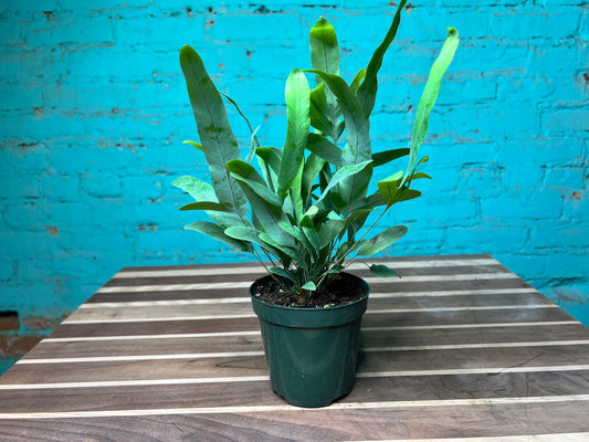 Blue Star Fern 4”