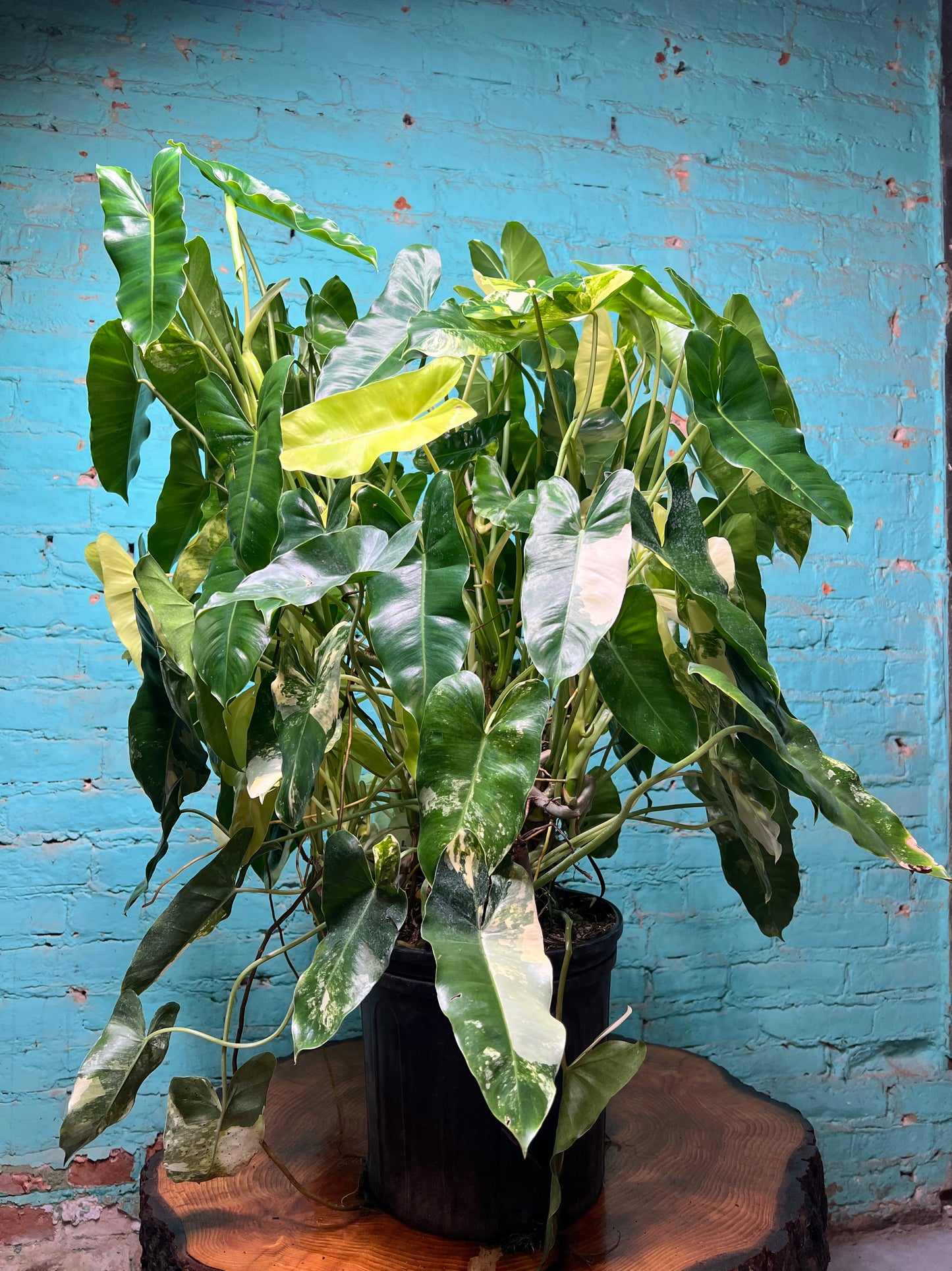 Philodendron Burle Marx Variegated 10” (Mature Plant)