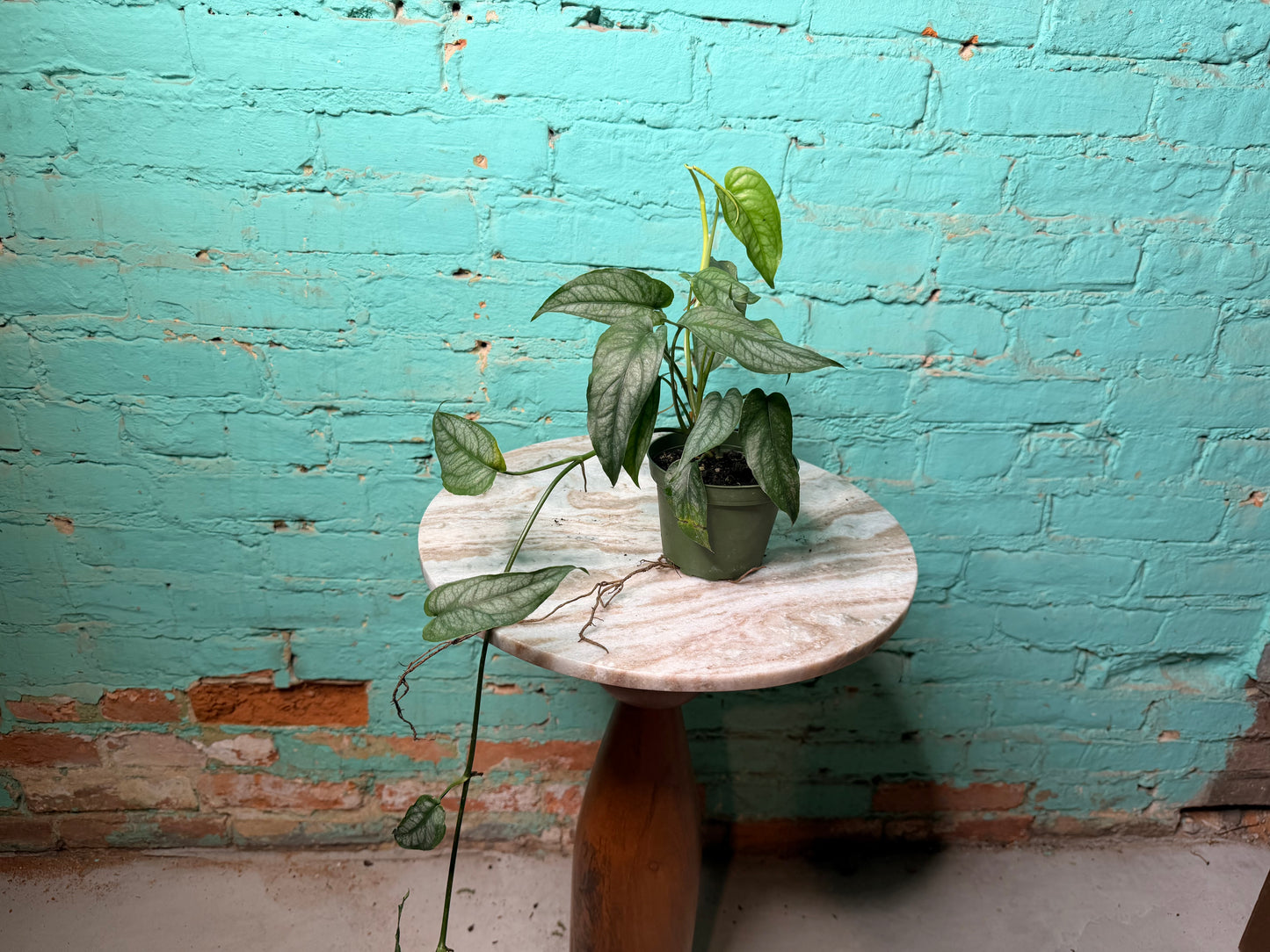 Monstera Siltepecana 4”