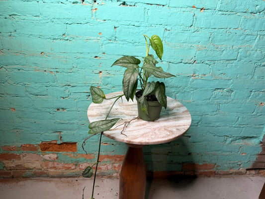 Monstera Siltepecana 4”