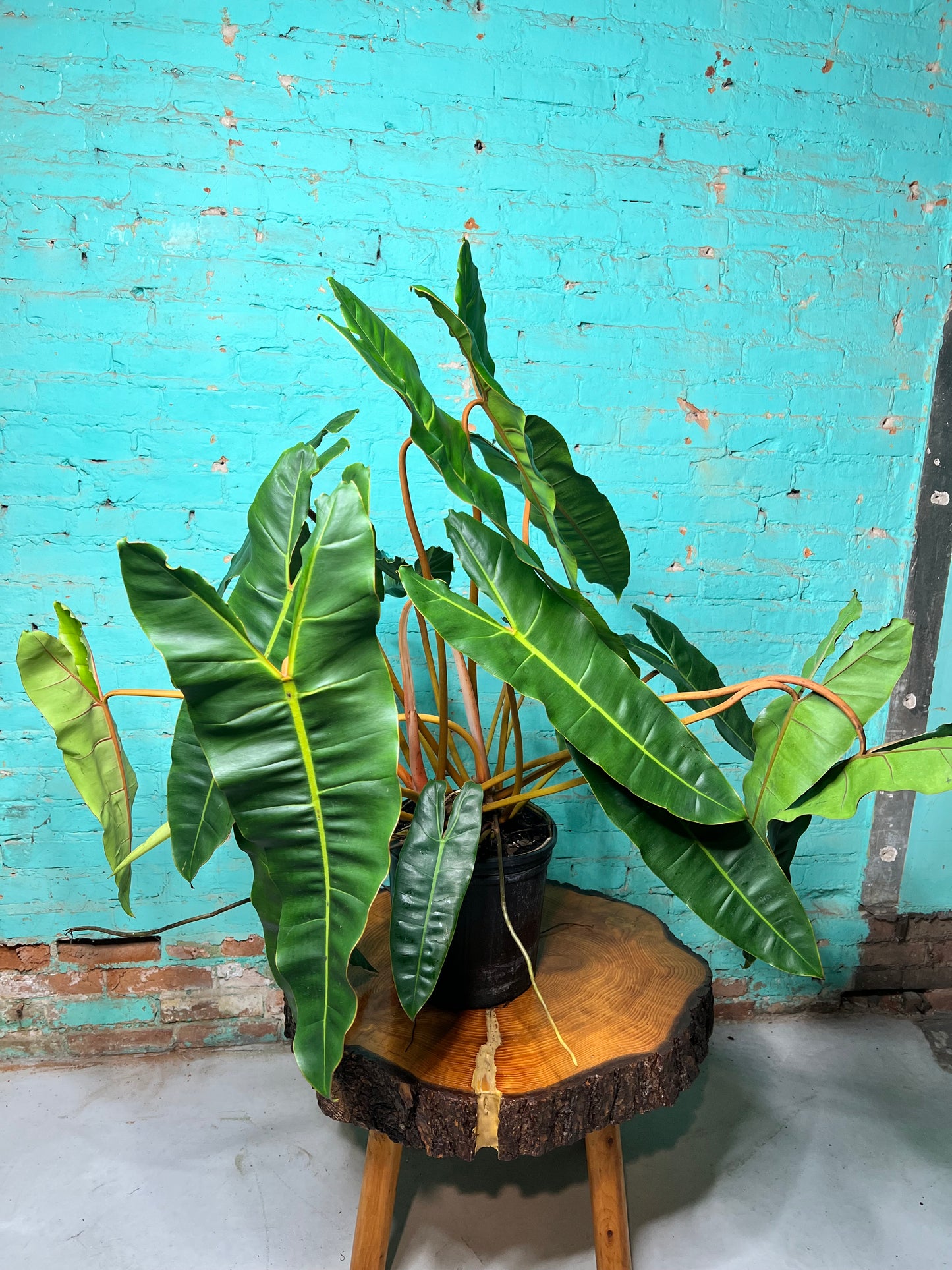 Philodendron Billietiae 10”