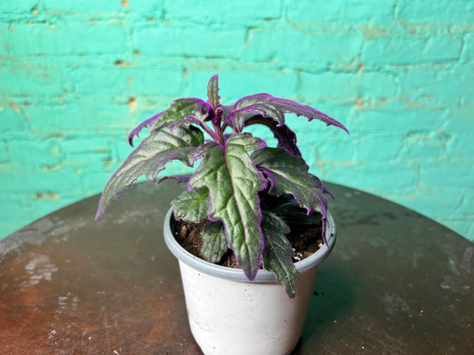 Purple Passion Plant 4”