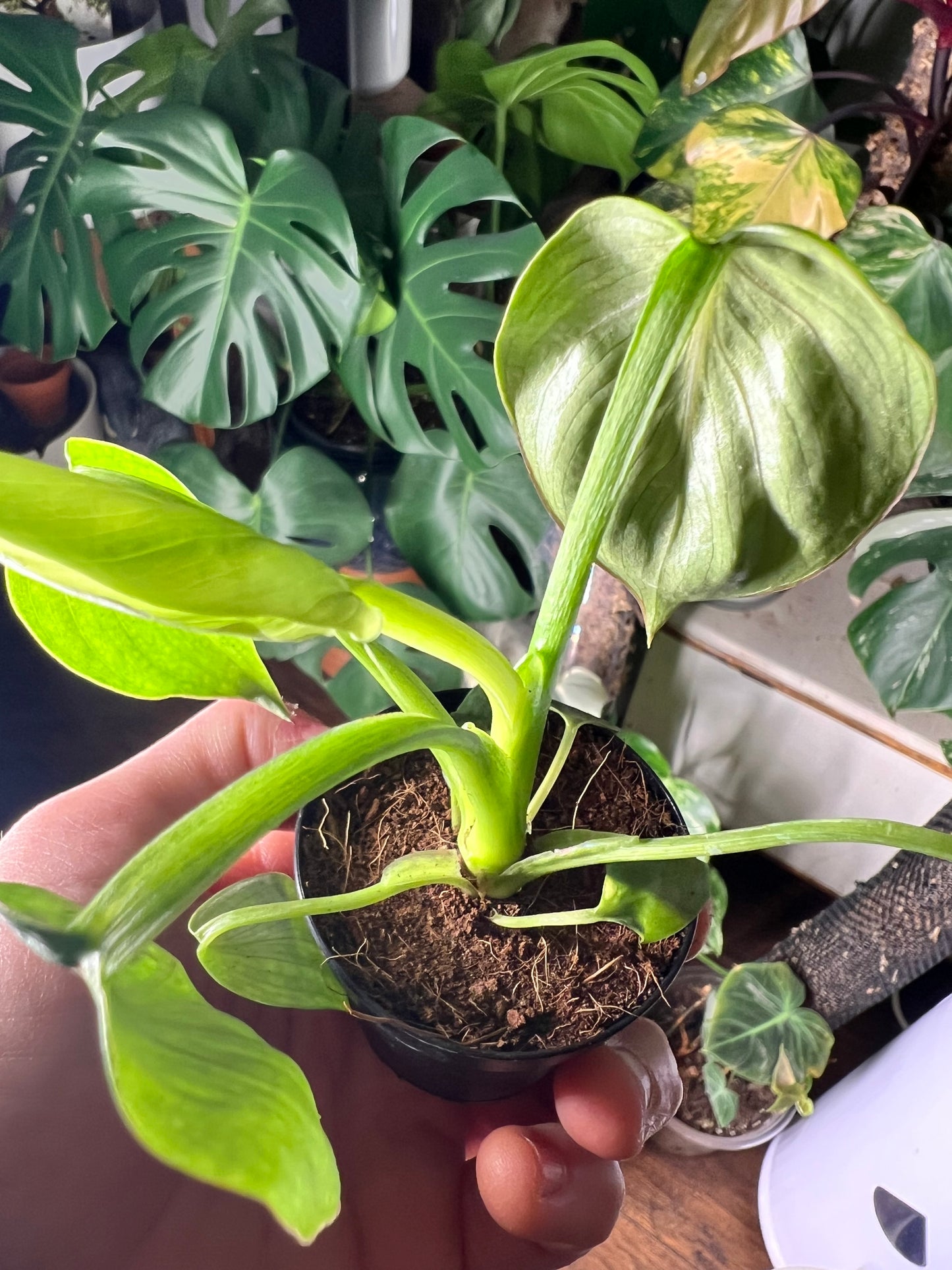 Philodendron Mamei Silver