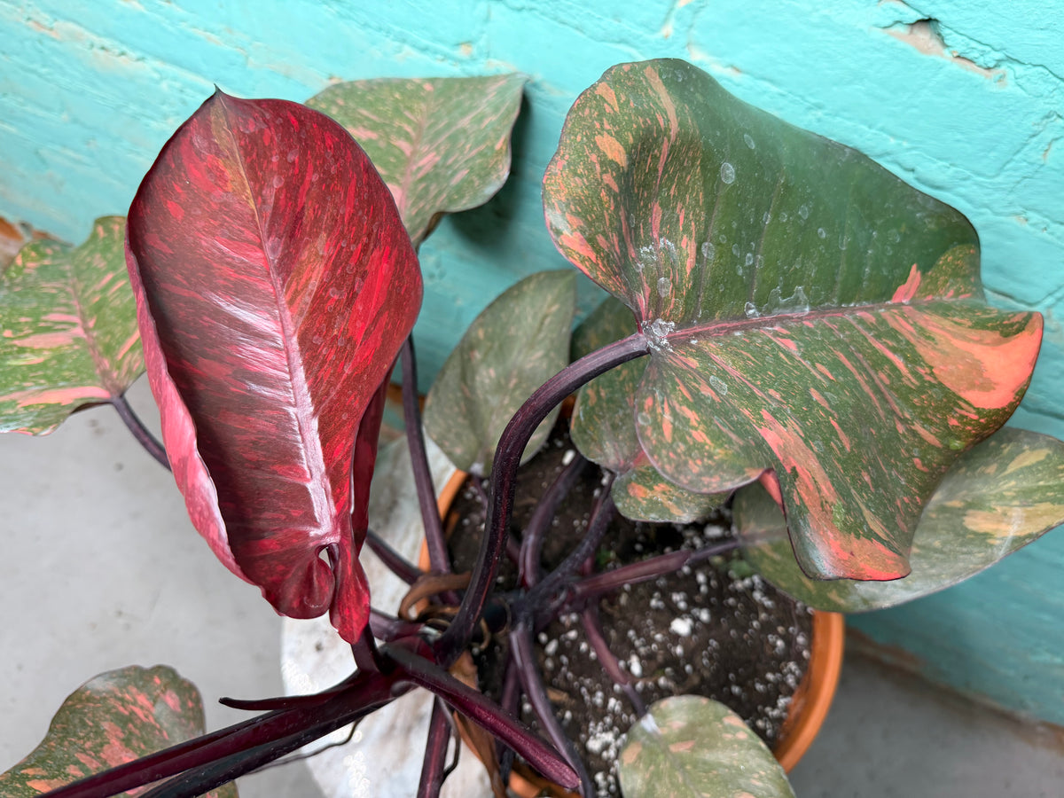 Philodendron Orange Princess 8”