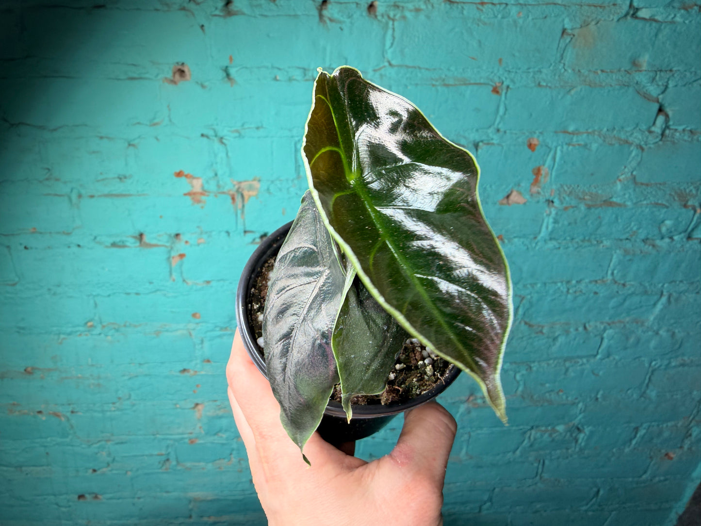 Alocasia Azlanii 4”