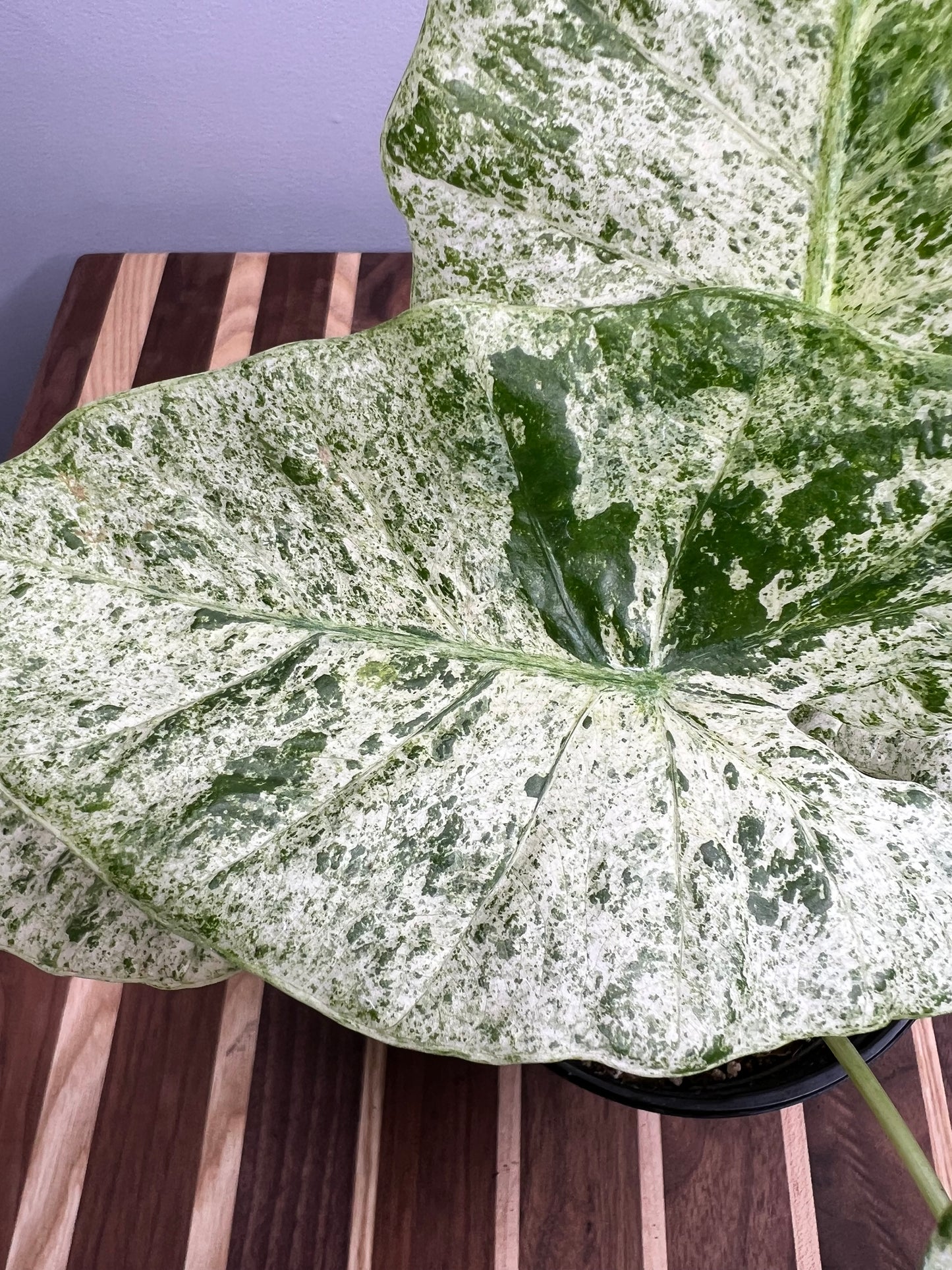 Alocasia Albo Blizzard 6”