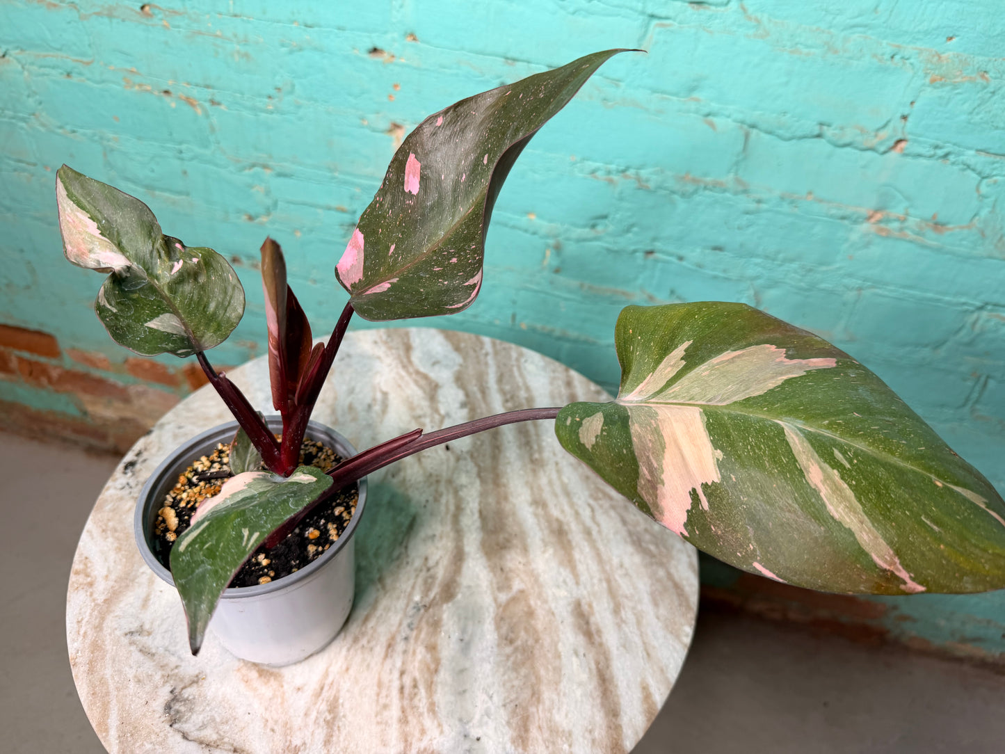 Philodendron Pink Strawberry Creame