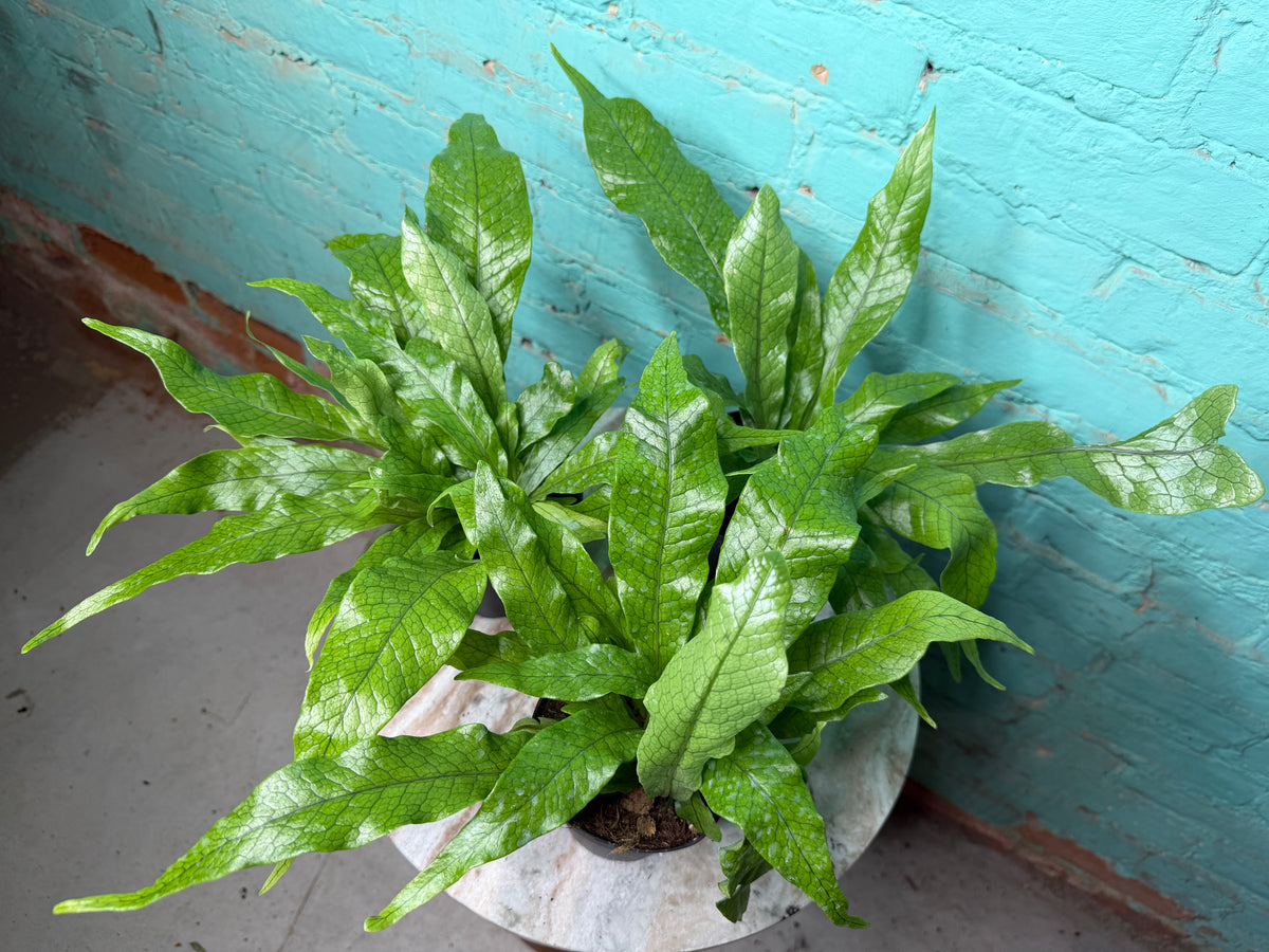 Crocodile Fern 4”