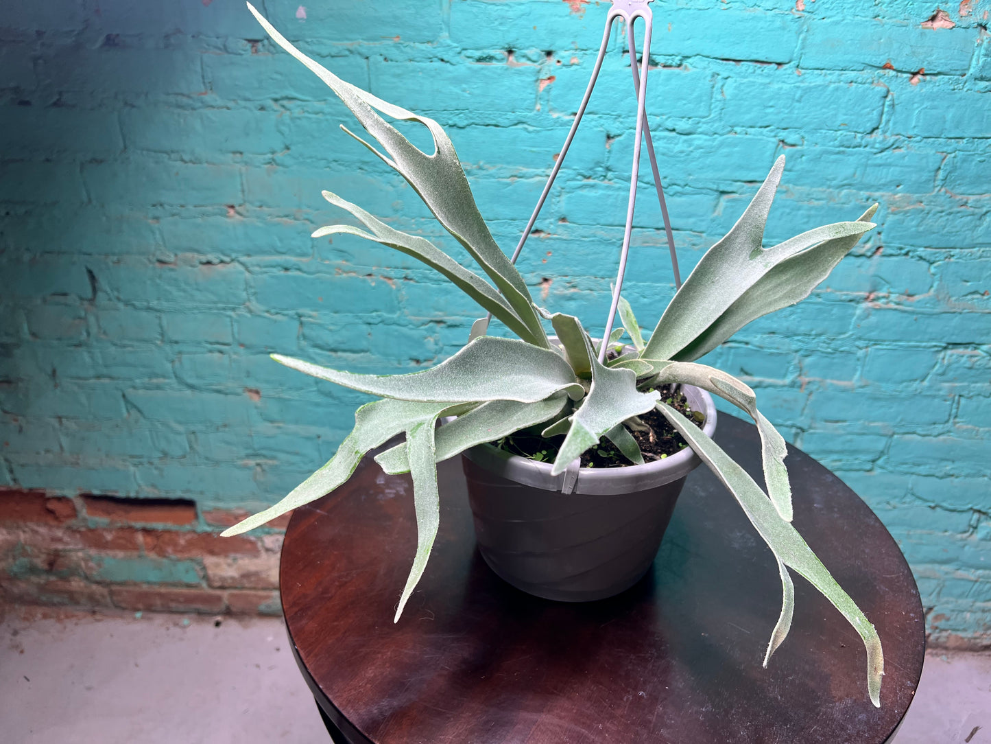 Staghorn Fern Veitchii 8” basket
